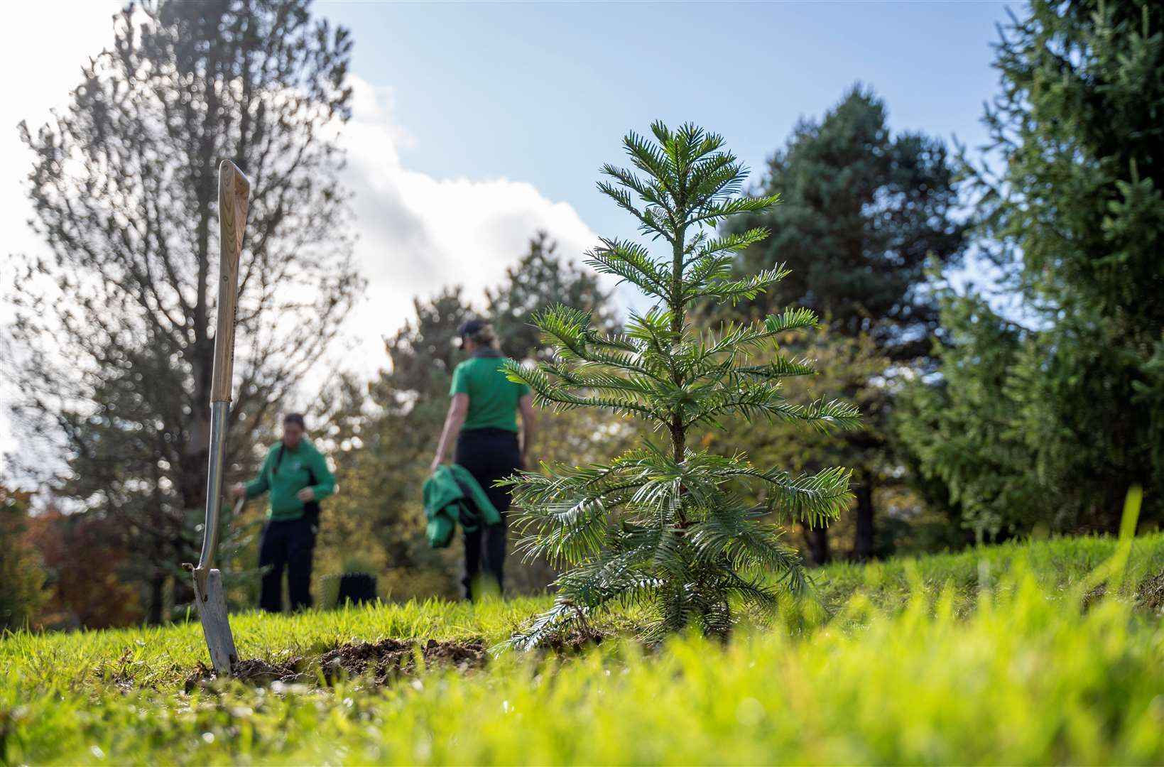 Wollemi Pine Planting at Bedgebury. Image: Bedgebury Pinetum.