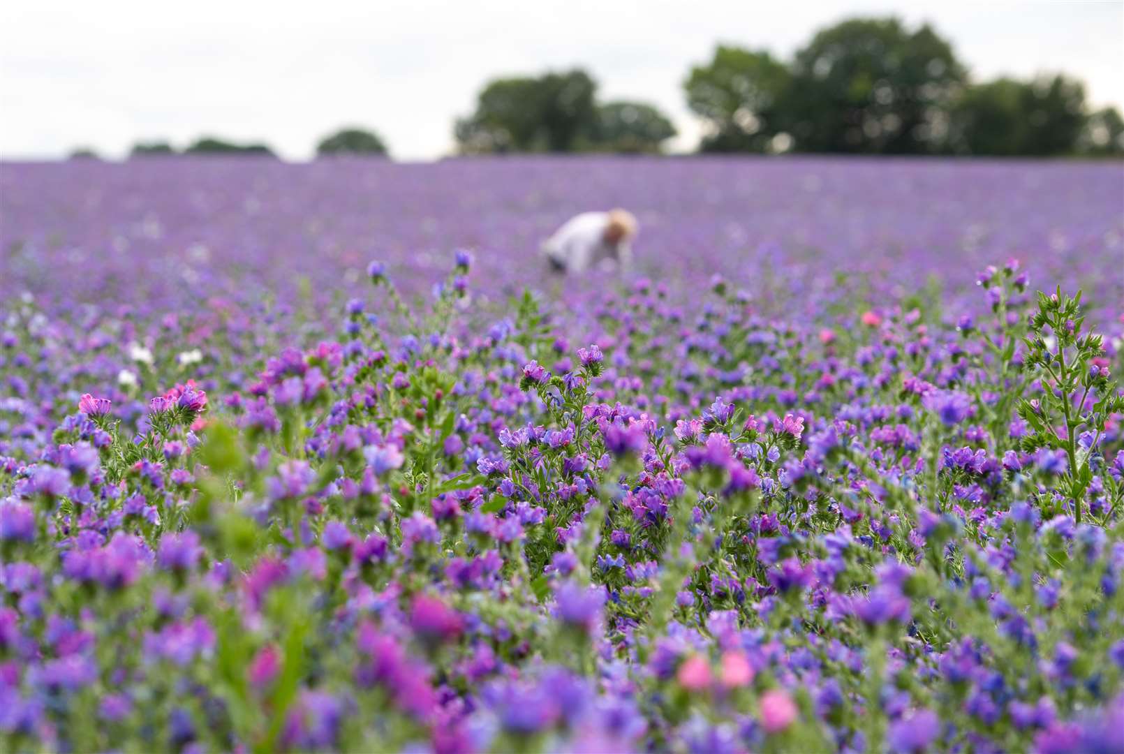 Fairking Ltd co-director Andrew Fairs inspects a crop of echium (Joe Giddens/PA)