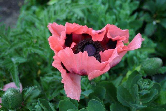 Papaver orientale Mrs Perrry