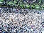 Martin Thain's photograph of thousands of dead crabs covering the beach