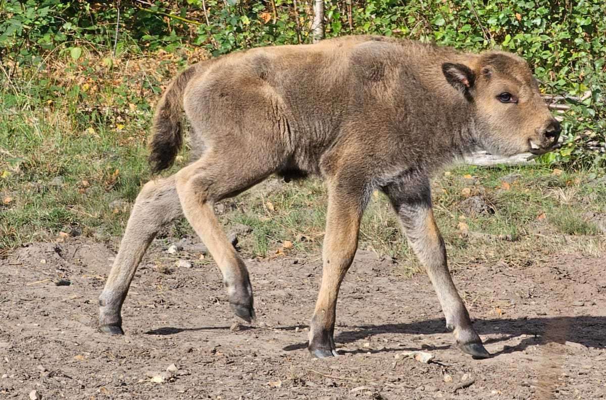 One of the two bison calves at one day old. Picture: Hannah Mackins/Kent Wildlife Trust