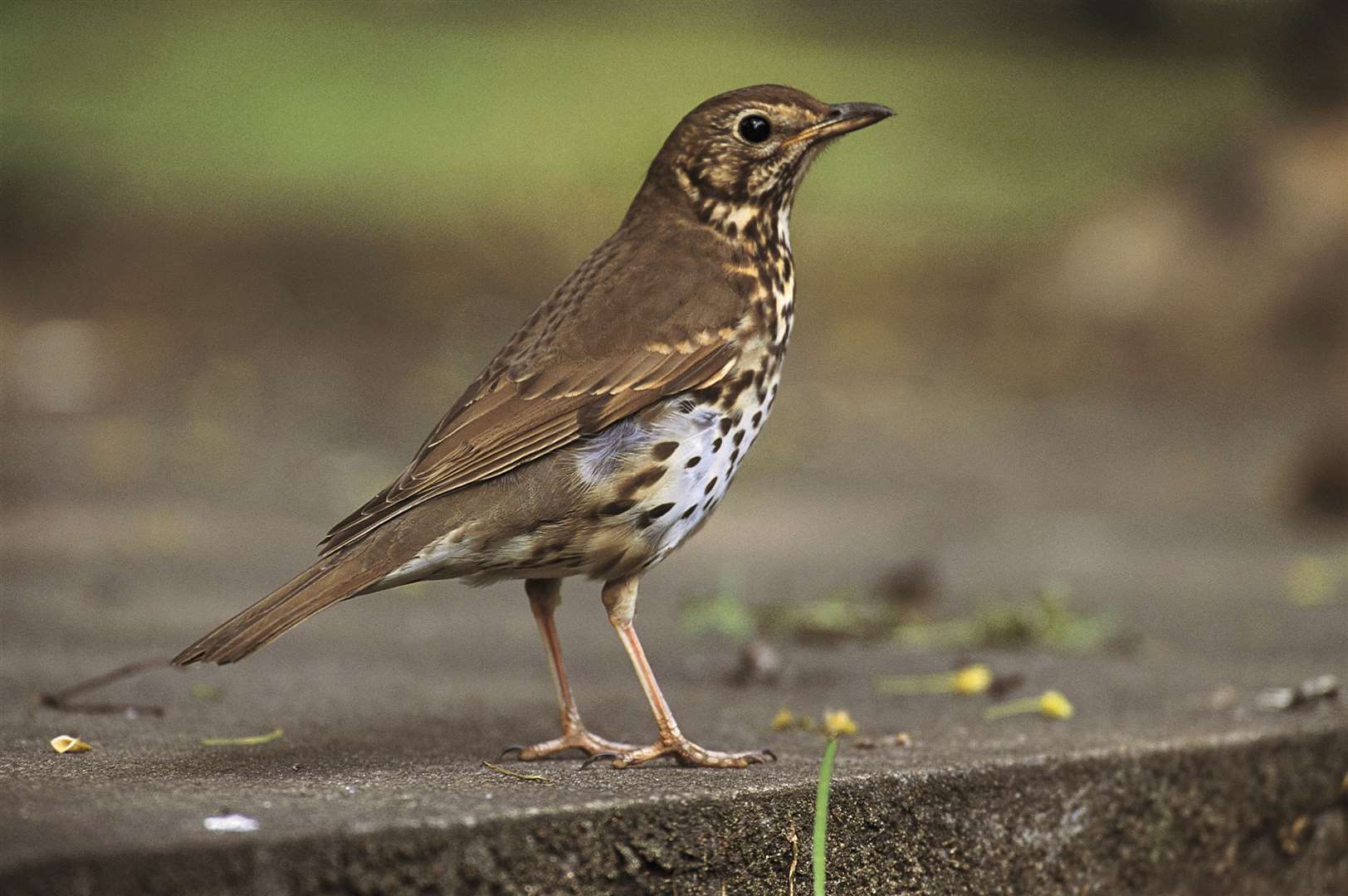 The survey was the first thing to alert the RSPB to declines in song thrushes (Chris Gomersall/RSPB/PA)