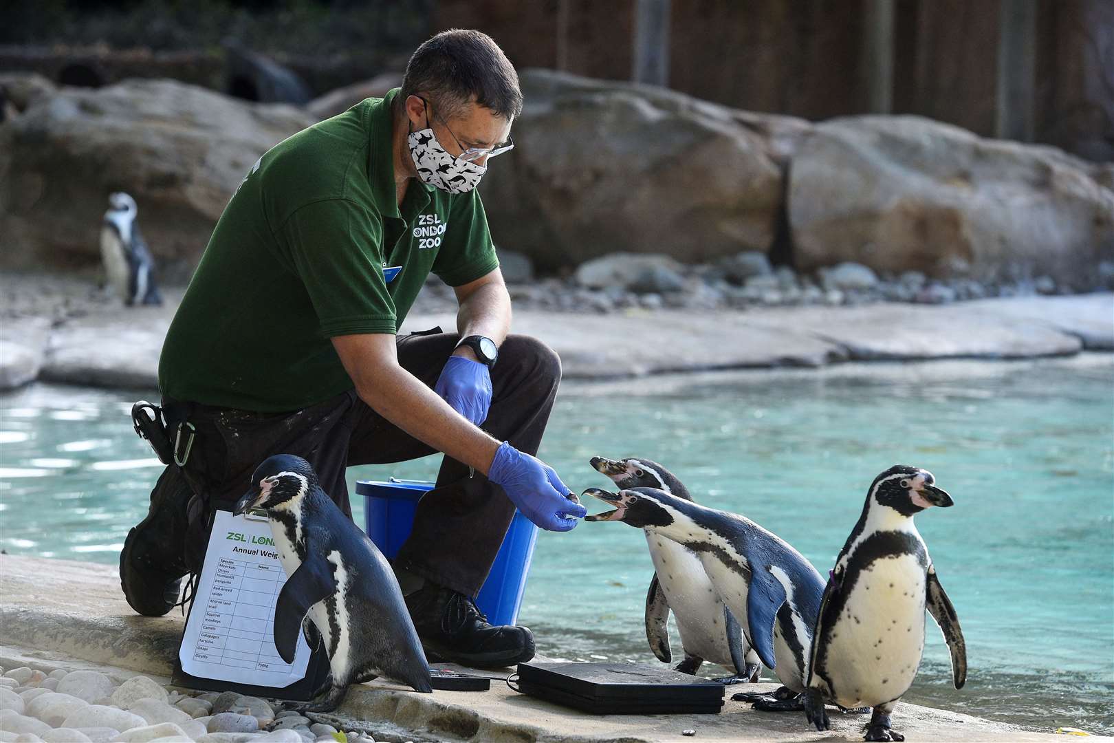 ZSL London Zoo holds annual animal weigh-in amid Covid-19 financial ...