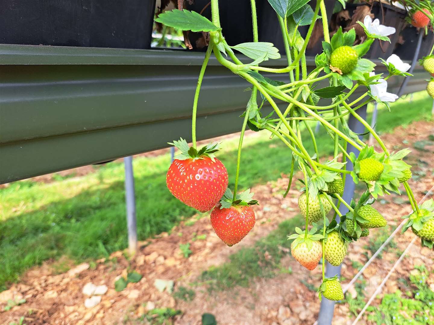 Kent is the prime county for growing strawberries