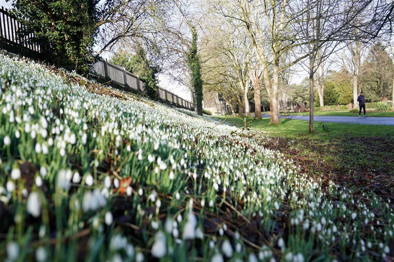 A jogger passes by snowdrops in bloom at St Nicholas’ Park, Warwick (Jacob King/PA)