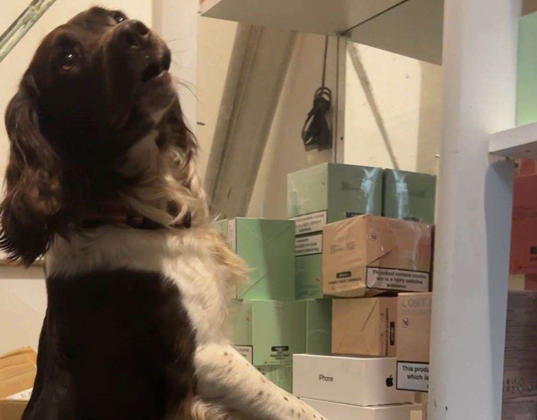 A detection dog with products seized during the raids. Picture: KCC