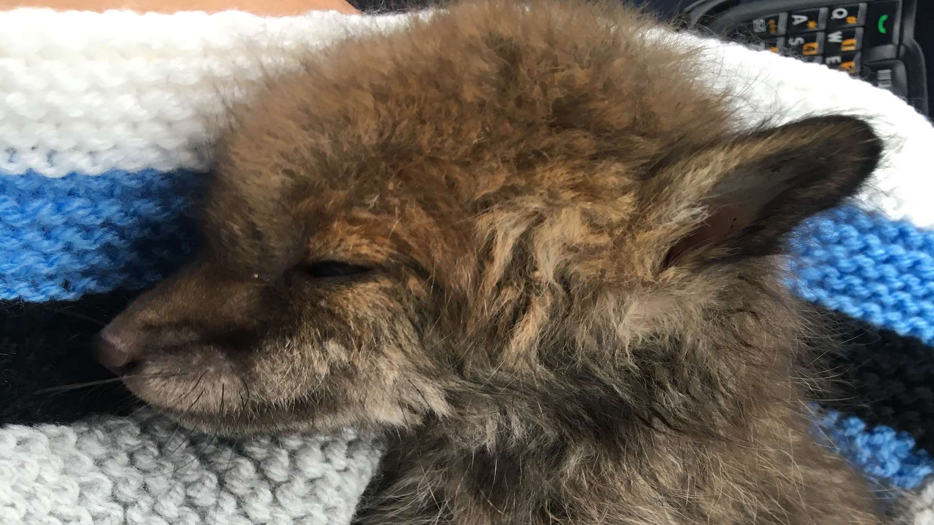 The terrified fox cub was saved from death when it was pulled from a freezing drain after a passer-by heard her whimpers. Picture: RSPCA/SWNS.com