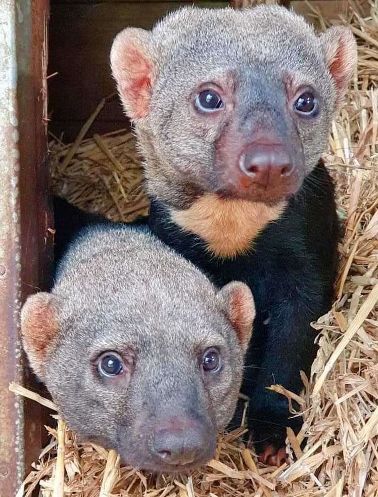 Tarya's Kenickie and Rizzo from Hemsley Conservation Centre, Fairseat. Picture: Hemsley Conservation Centre