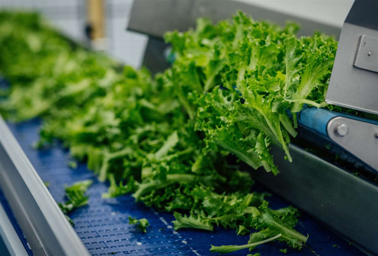 When fully operational, the Sandwich site will produce 1.4 million bags of salad every week