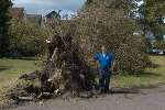 Many trees across the county have been toppled by high winds. This one came down in Sheerness