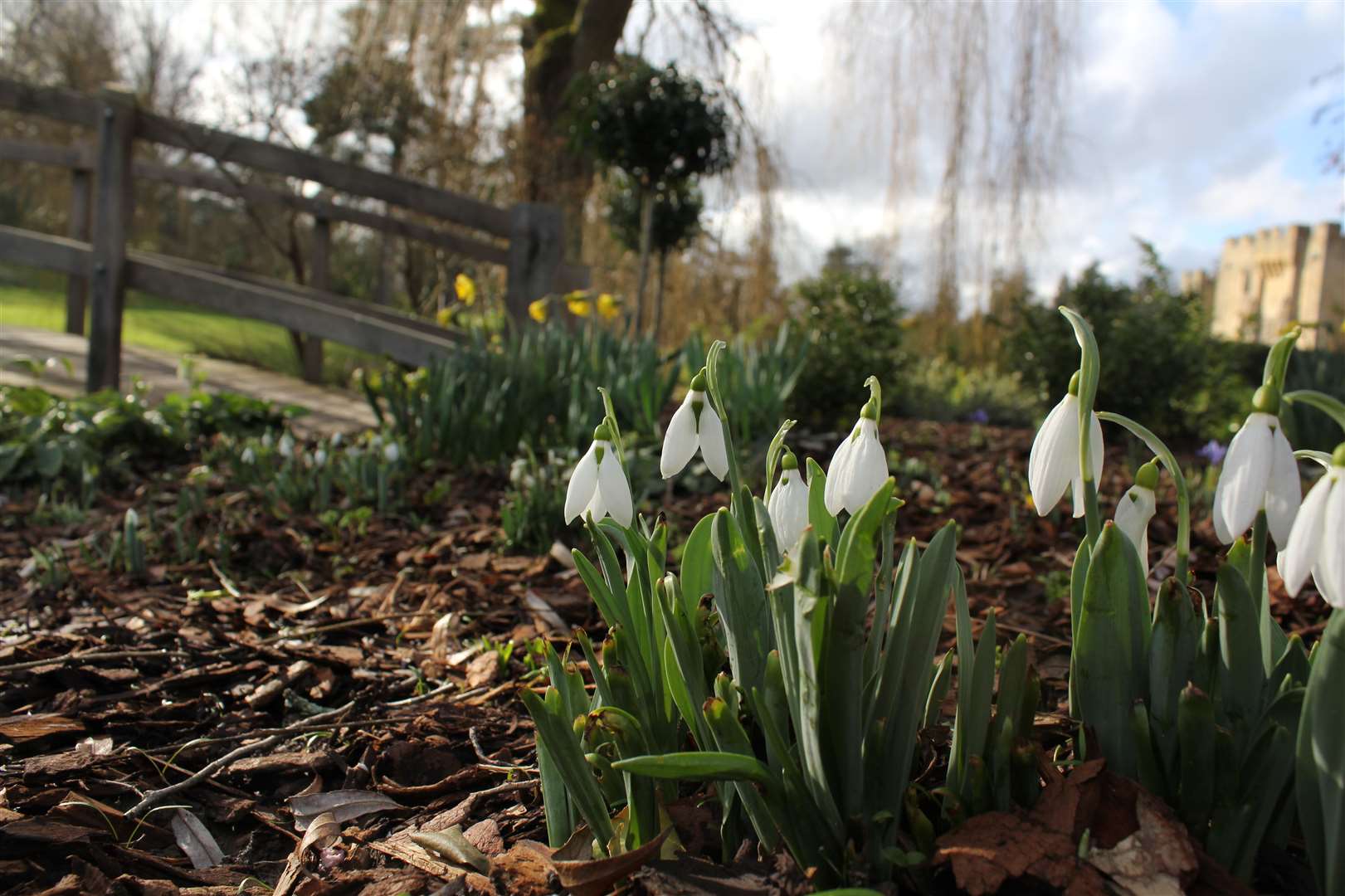 Snowdrops are on show in the grounds of Hever Castle Picture: Hever Castle and Gardens