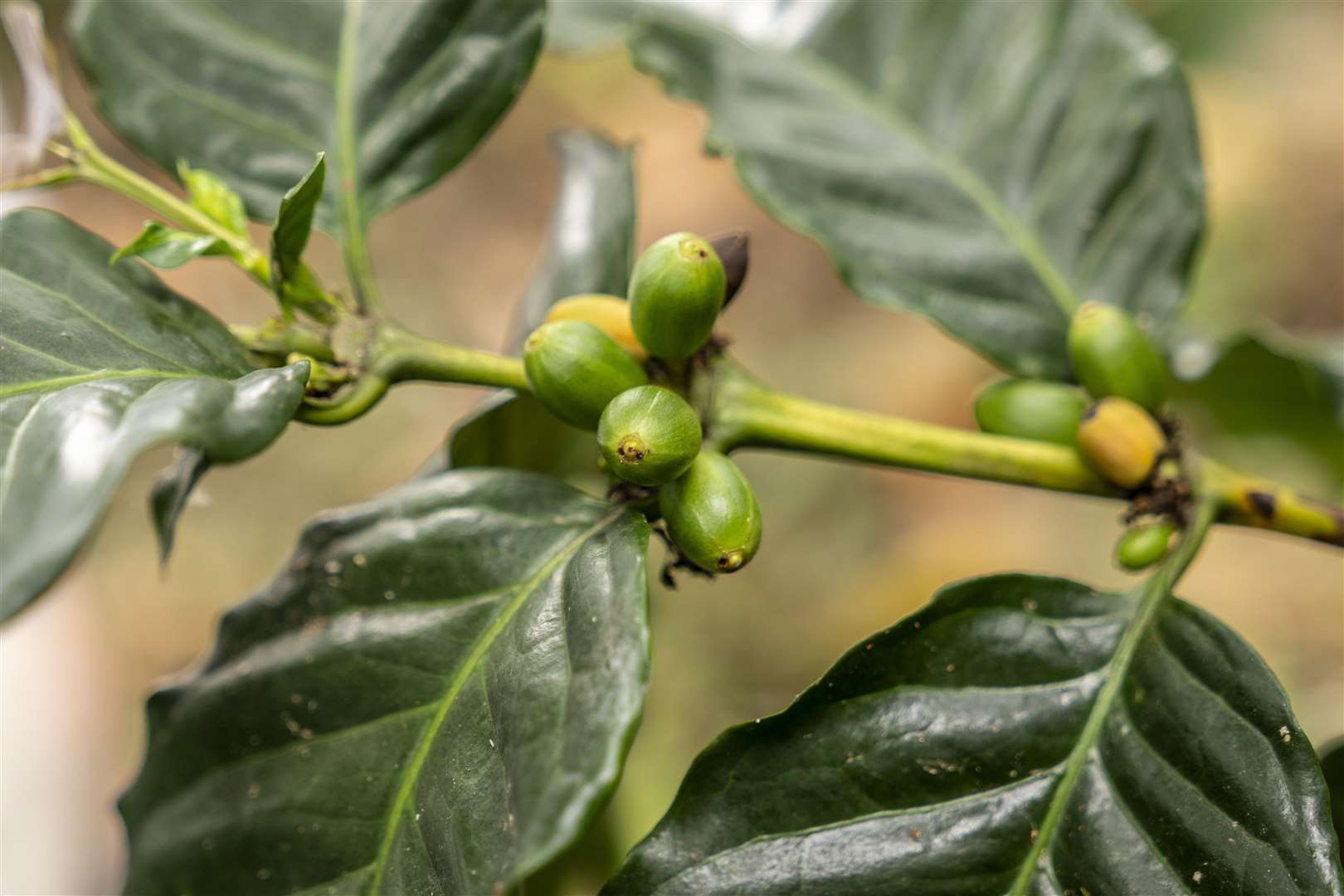 Coffee borer insects have infected these cherries on the Nueva Grenada farm (Chris Terry/Fairtrade)