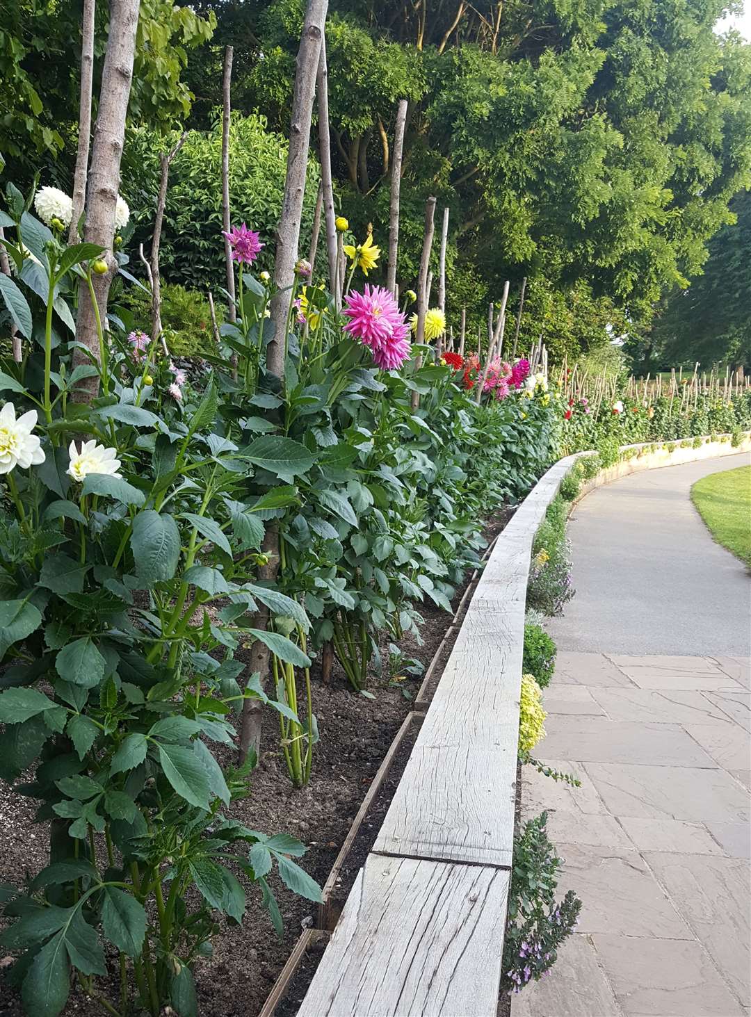 The gardens around the Hever Festival stage looking immaculate