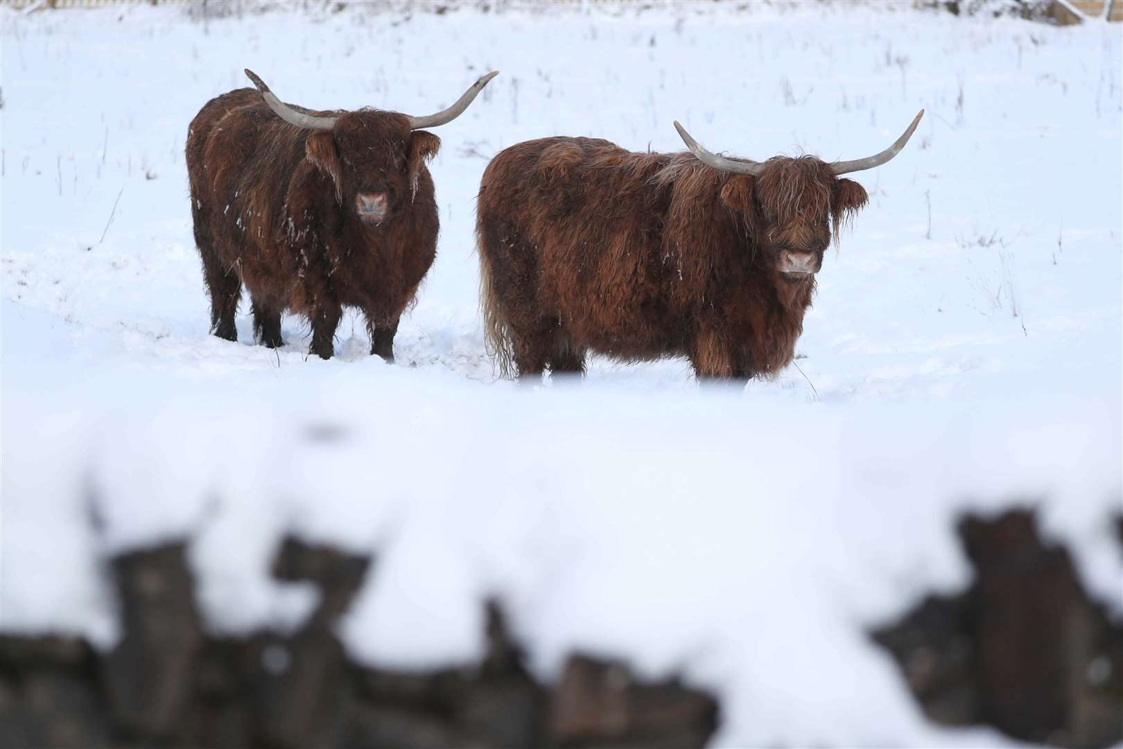 A thick coat was an advantage for Highland cows in Denny, near Falkirk (Andrew Milligan/PA)