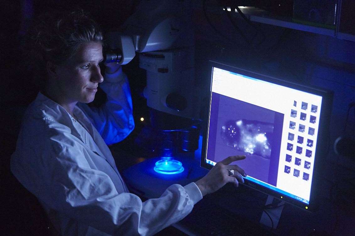 Zebrafish up close in a lab being studied for their heart-healing qualities (PA)