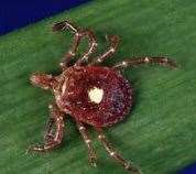 Ticks love forrested areas and long grass. Picture Google