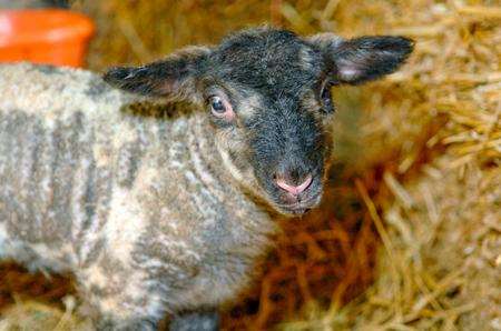 Rudolph the lamb was born just days before Christmas