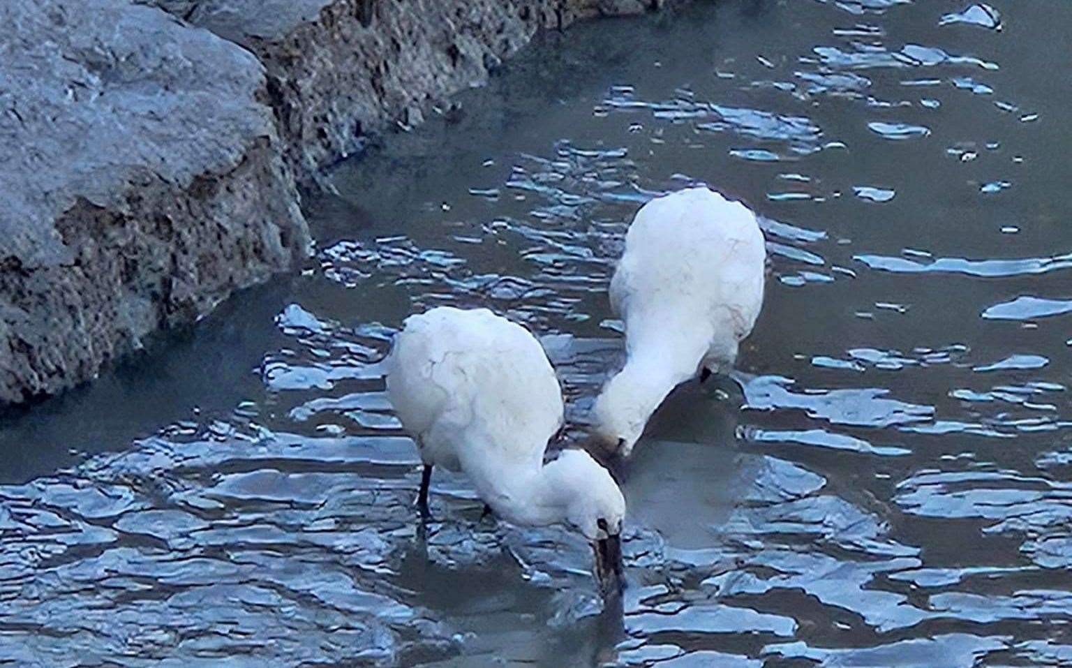 Bird enthusiasts flocked to Faversham Creek for a glimpse of the spoonbill. Picture: Jackie Boswell