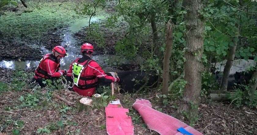 Kent Fire and Rescue Service were called to rescue a herd of cows stuck in mud near Tunbridge Wells. Picture: KFRS