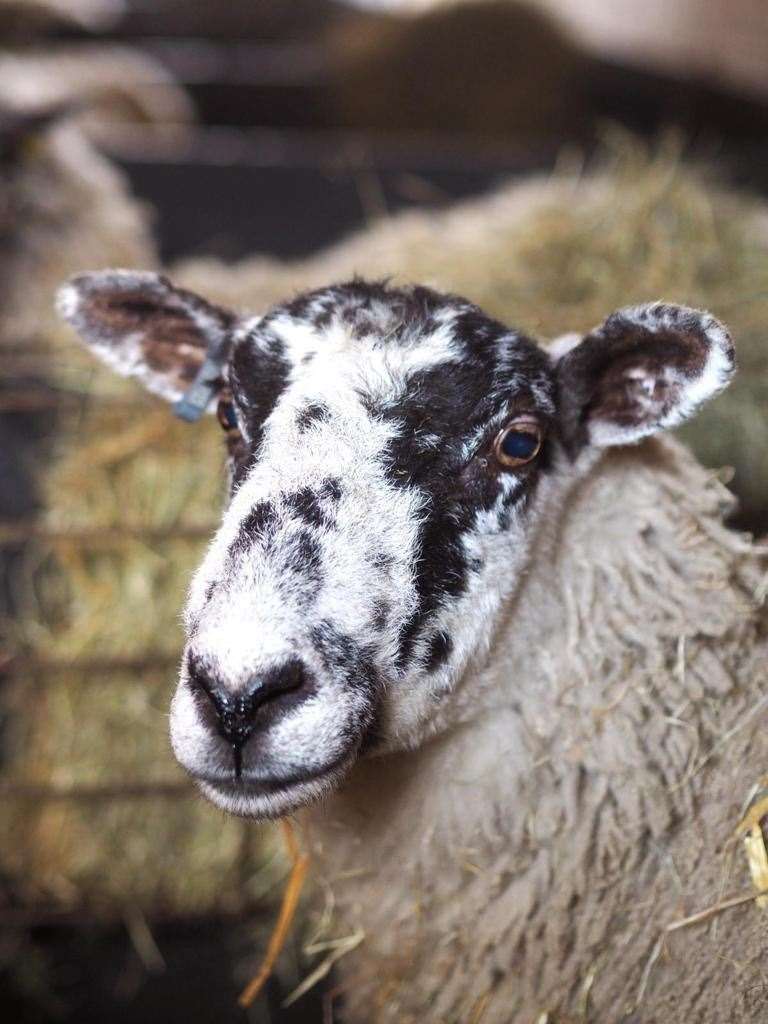 Sheep have been found dead in a field near Sittingbourne. Stock image