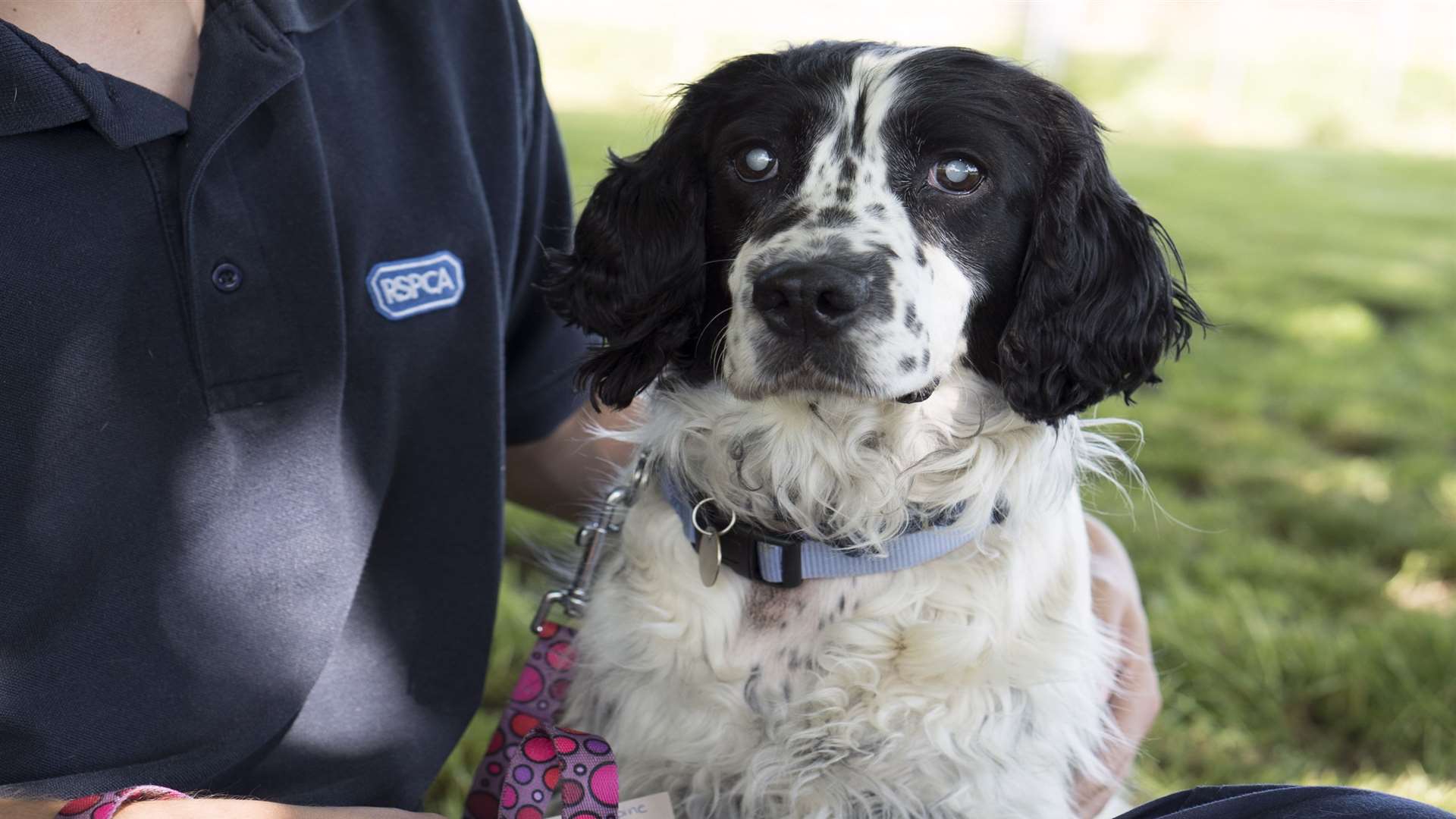 Delphine is recovering well. Picture: RSPCA