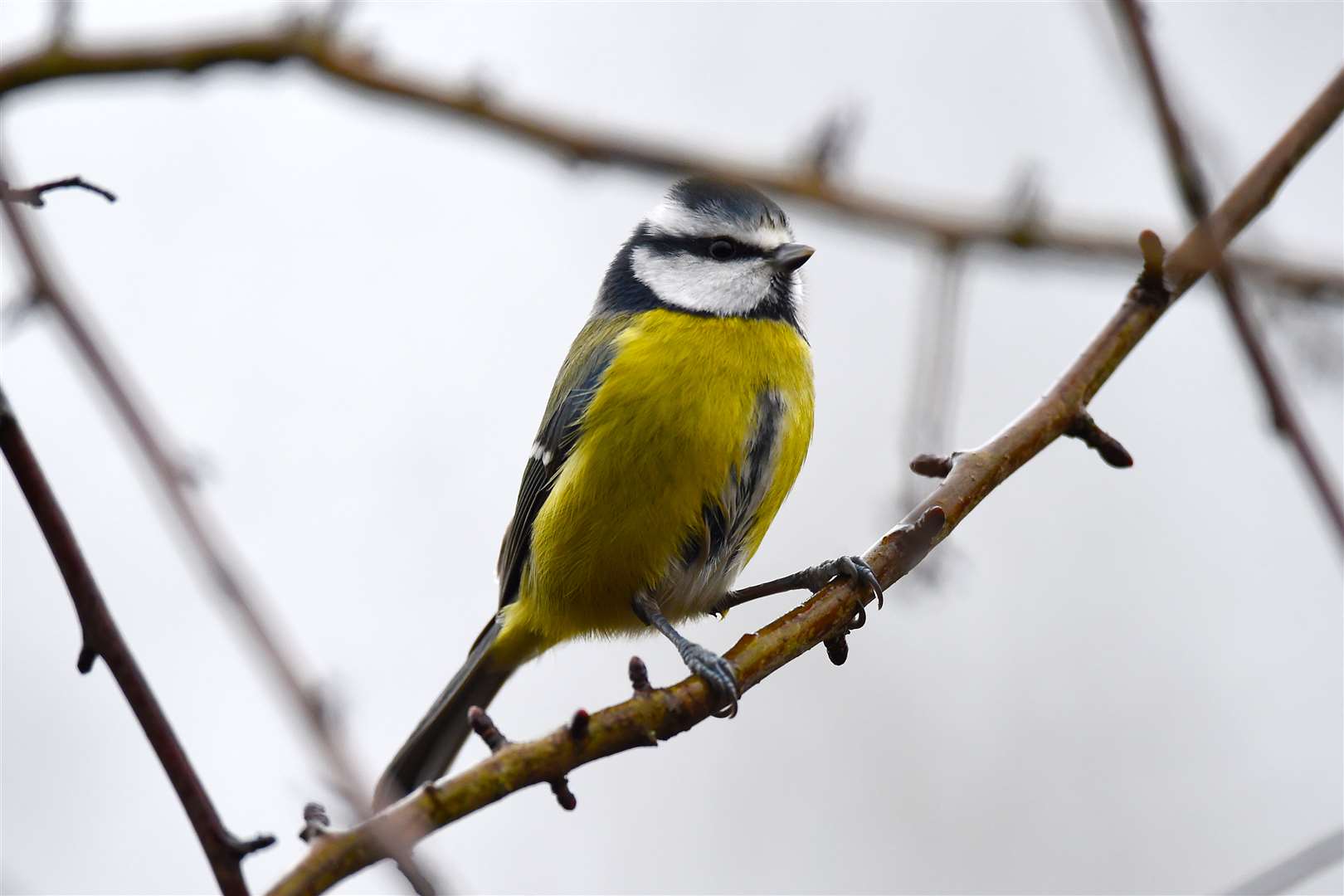 Listen to birdsong outside might help you find a moment of peace (Joe Giddens/PA)