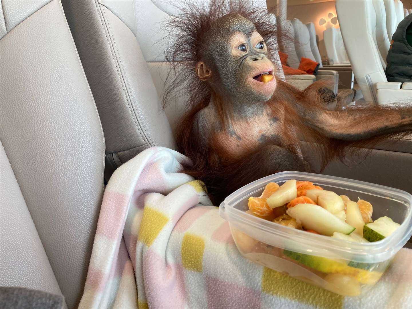 Kiwi enjoying a snack on her journey to the UK on-board P&O Ferries (Monkey World/PA)