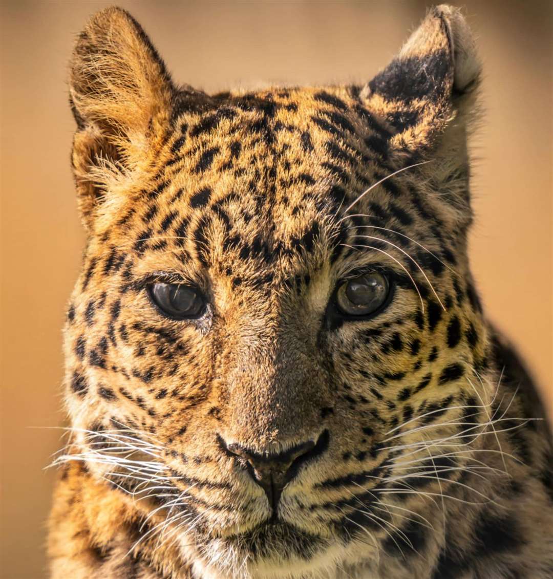 Keepers at Howletts say Tingting had a “huge personality”. Picture: Daz TakesPhotos