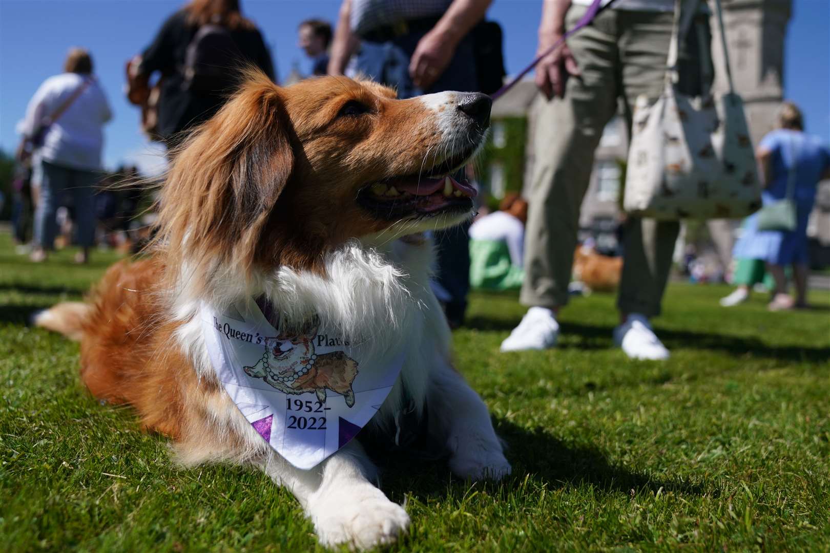 A corgi on the front lawn at Balmoral (Andrew Milligan/PA)