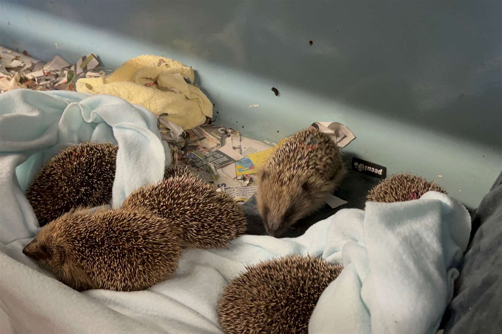 Miss Steward fears she could run out of space to take in more hedgehogs soon