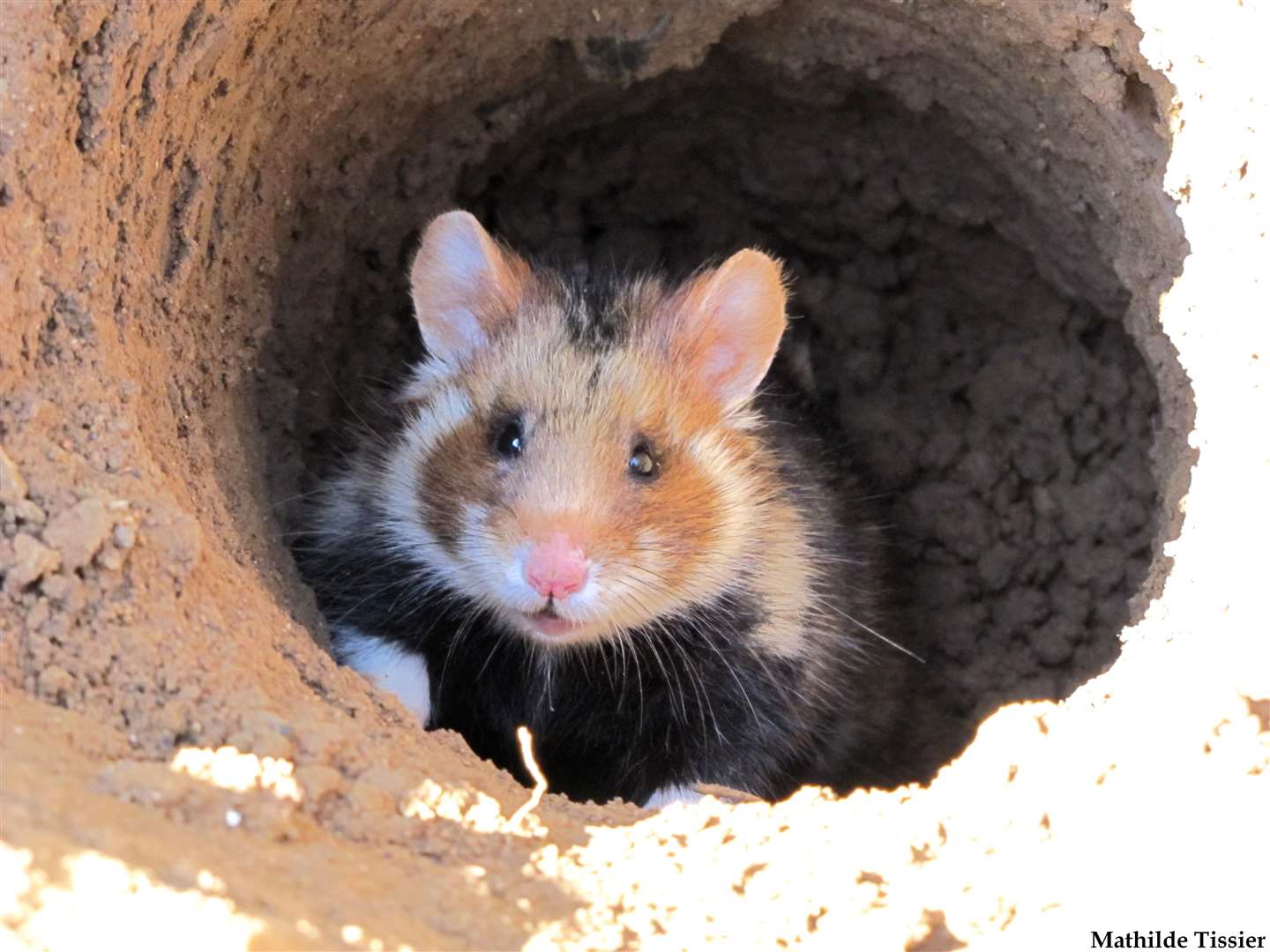 European hamsters are giving birth to fewer young (Mathilde Tissier/IPHC – LIFE Alister/PA)