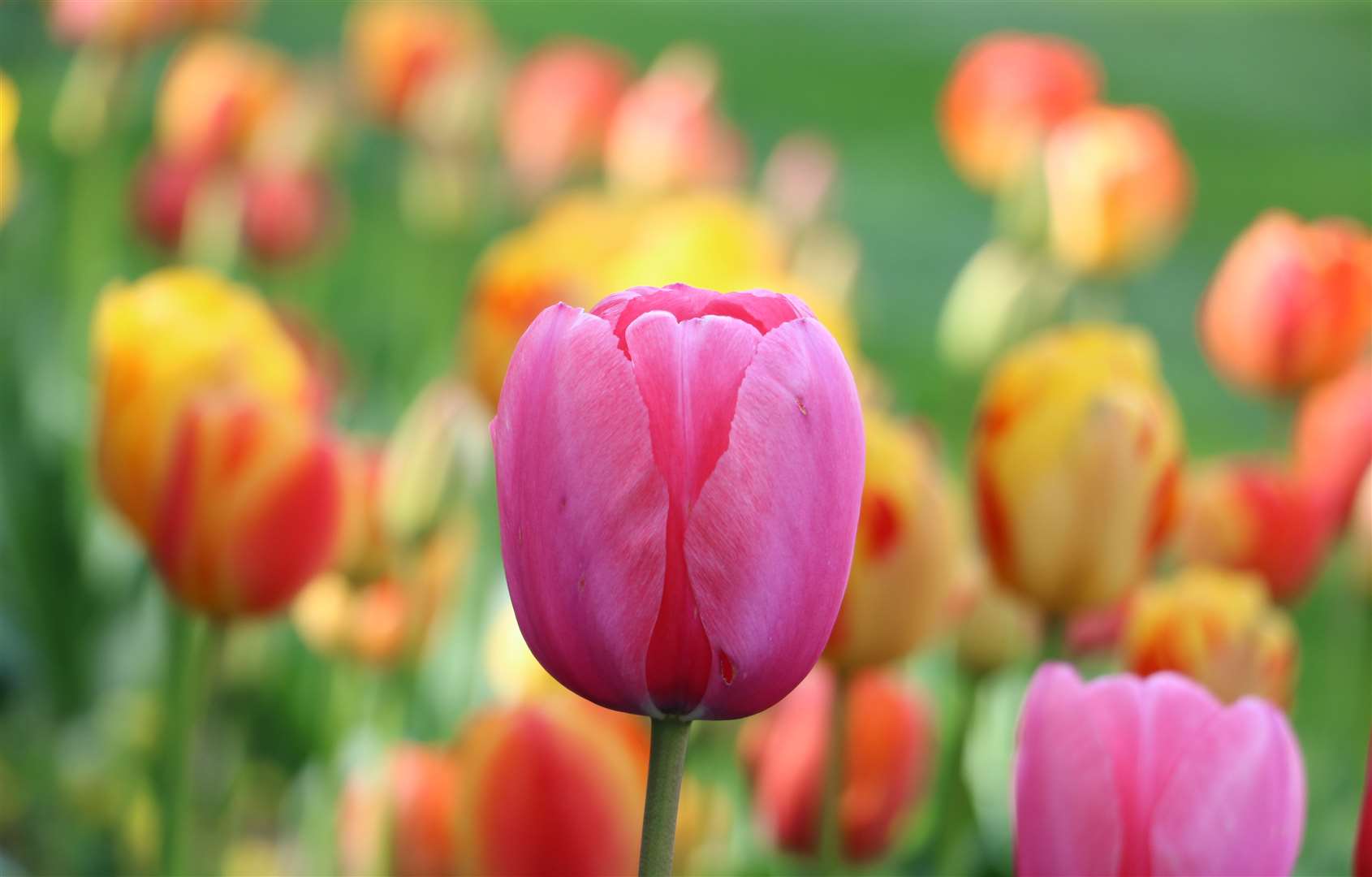 Download Tulips bloom early for the Tulip Celebration at Hever Castle