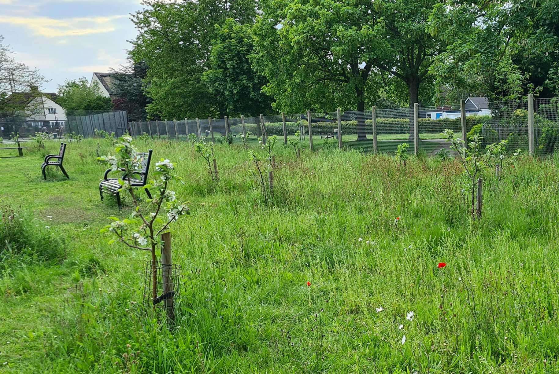 Wildflower meadow at Hesketh park