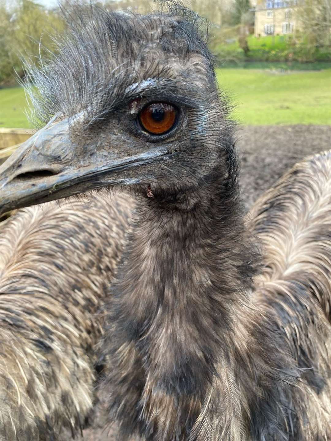 Irwin the emu (Malmesbury Animal Sanctuary)