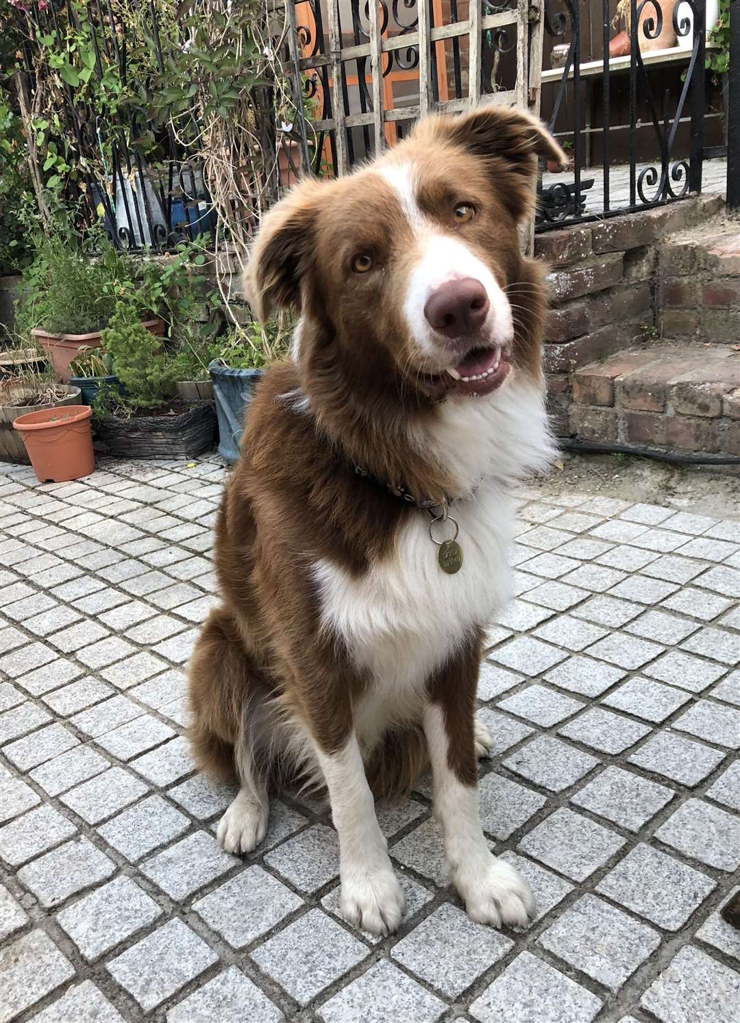 Taffy is a five-year-old Welsh Collie