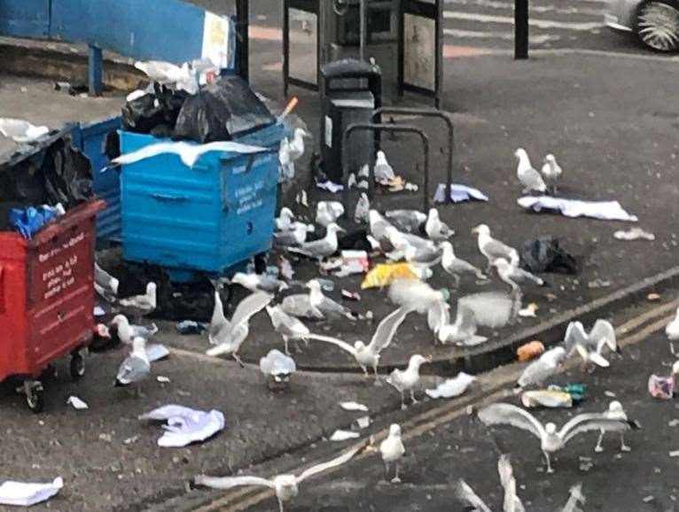 The overflowing bins bring scores of seagulls to the road