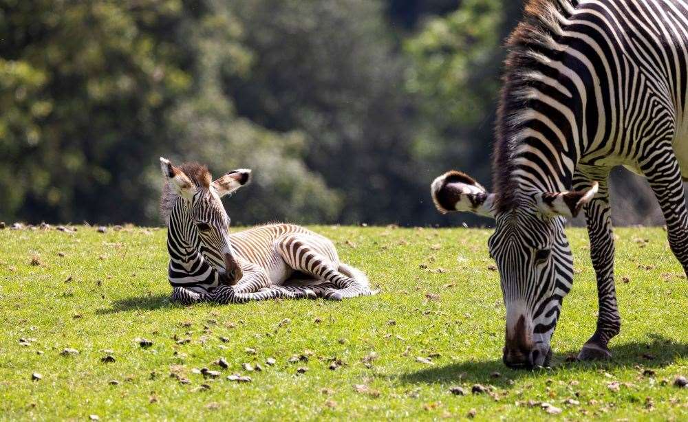 Female zebra foal Yahna is one of a number of new arrivals at the zoo in recent times (Corin Messer/Marwell Zoo/PA)