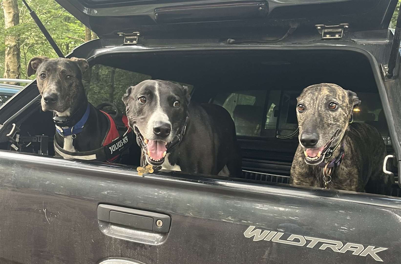 The two-year-old is loving his new life with canine besties Joey and Carter. Picture: Battersea