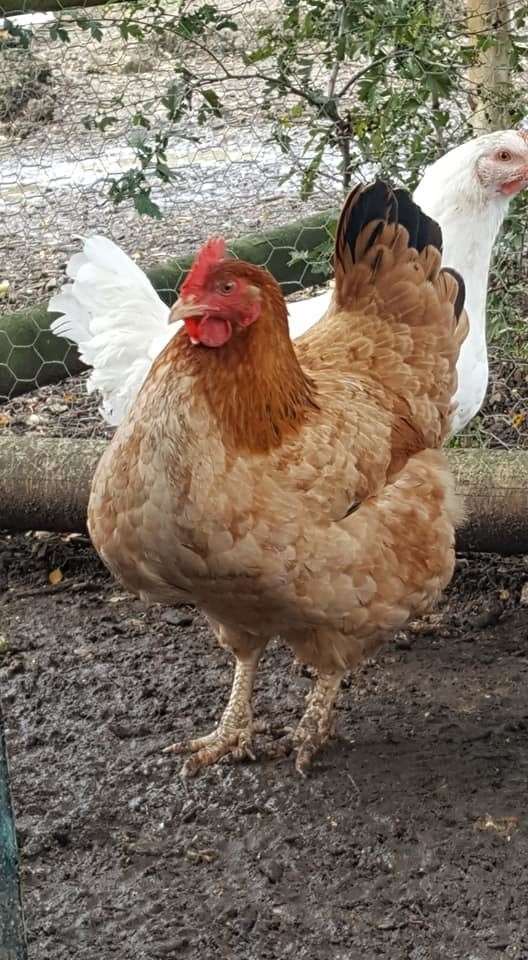 480 animals face being humanely killed at Chookies Farm and Animal Feed in Hacklinge near Deal