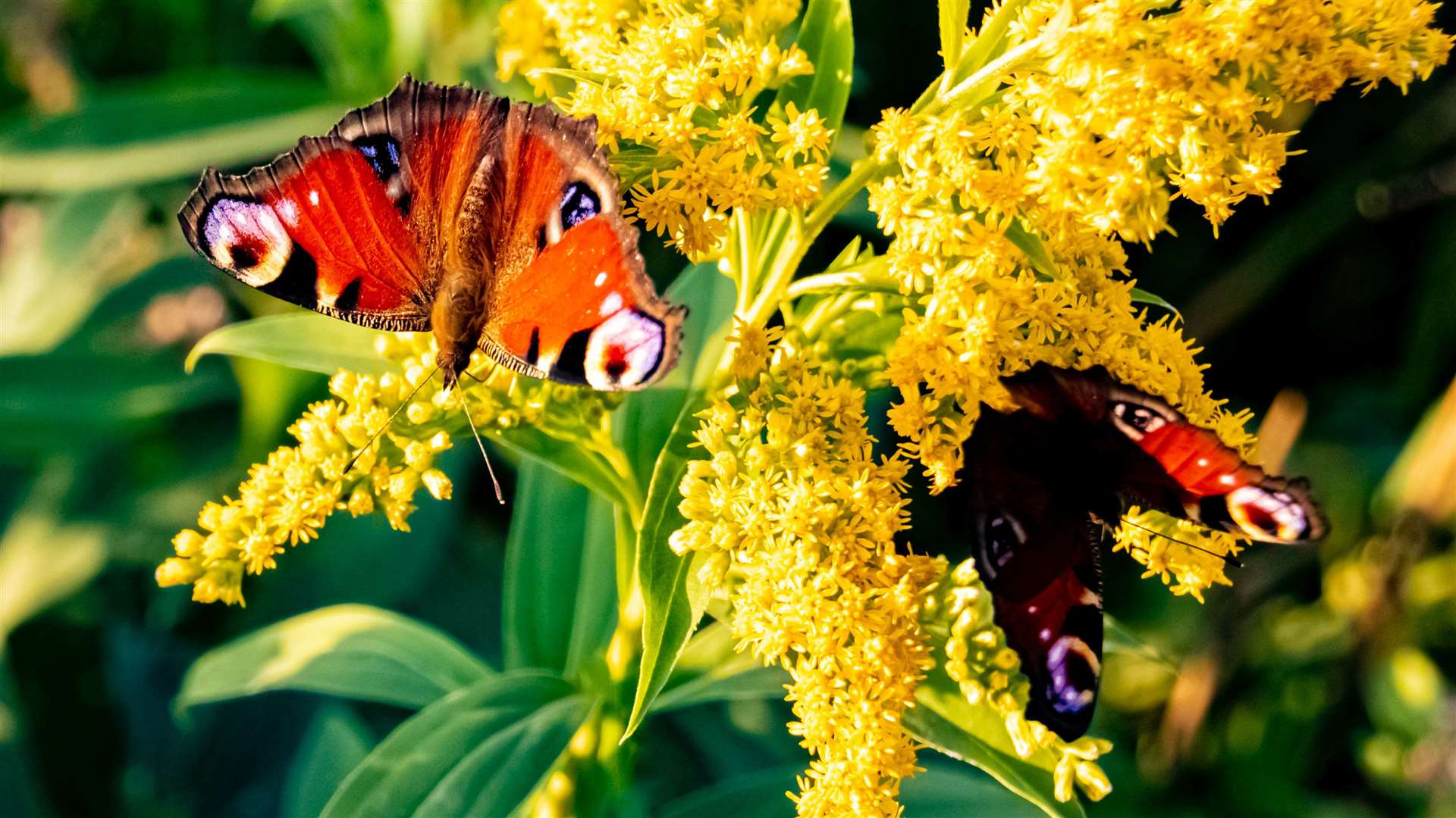 The Big Butterfly Count begins today and runs until early August