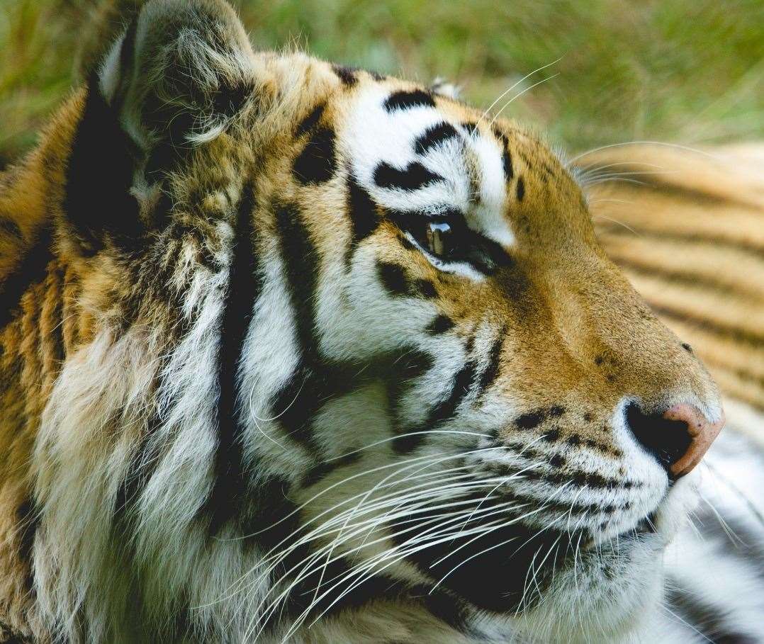 Howletts animal park in Kent announces death of disabled tiger, Arina