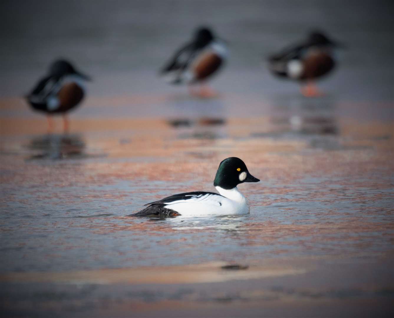 Goldeneye (John Bridges/WTML/PA)