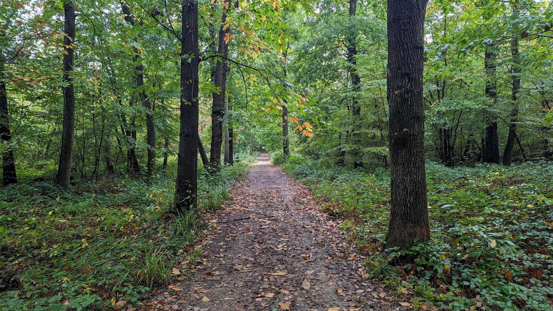 A path through Dering Wood outside Pluckley