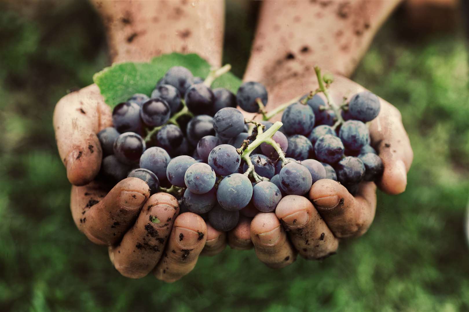 Grapes were grown at Sheerness railway station