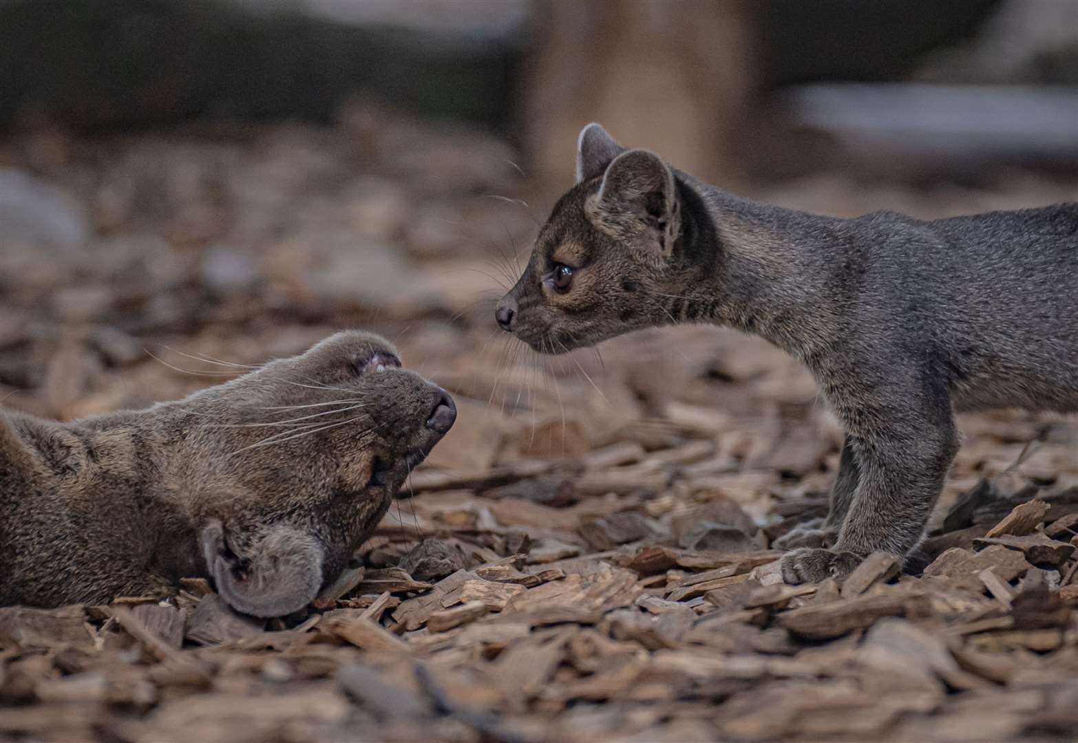 The 12-week-old pups are beginning to venture outside after remaining tucked away for their first few weeks of life (Chester Zoo/PA)