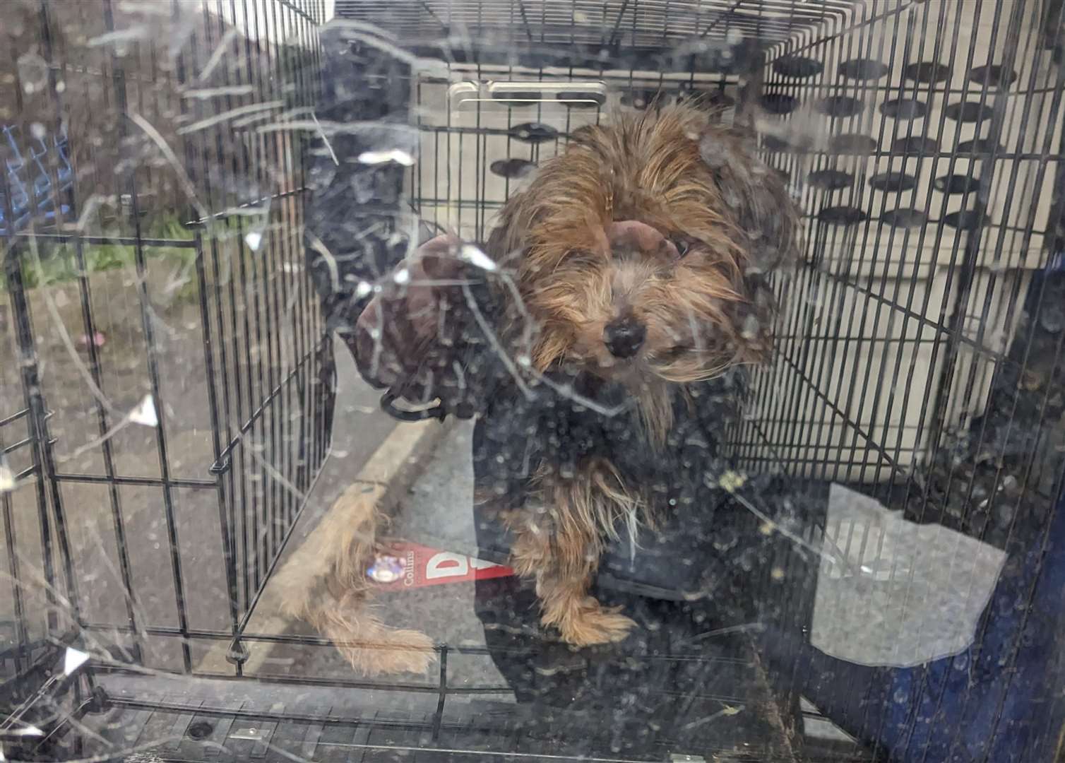 Yorkie clearance puppy mill