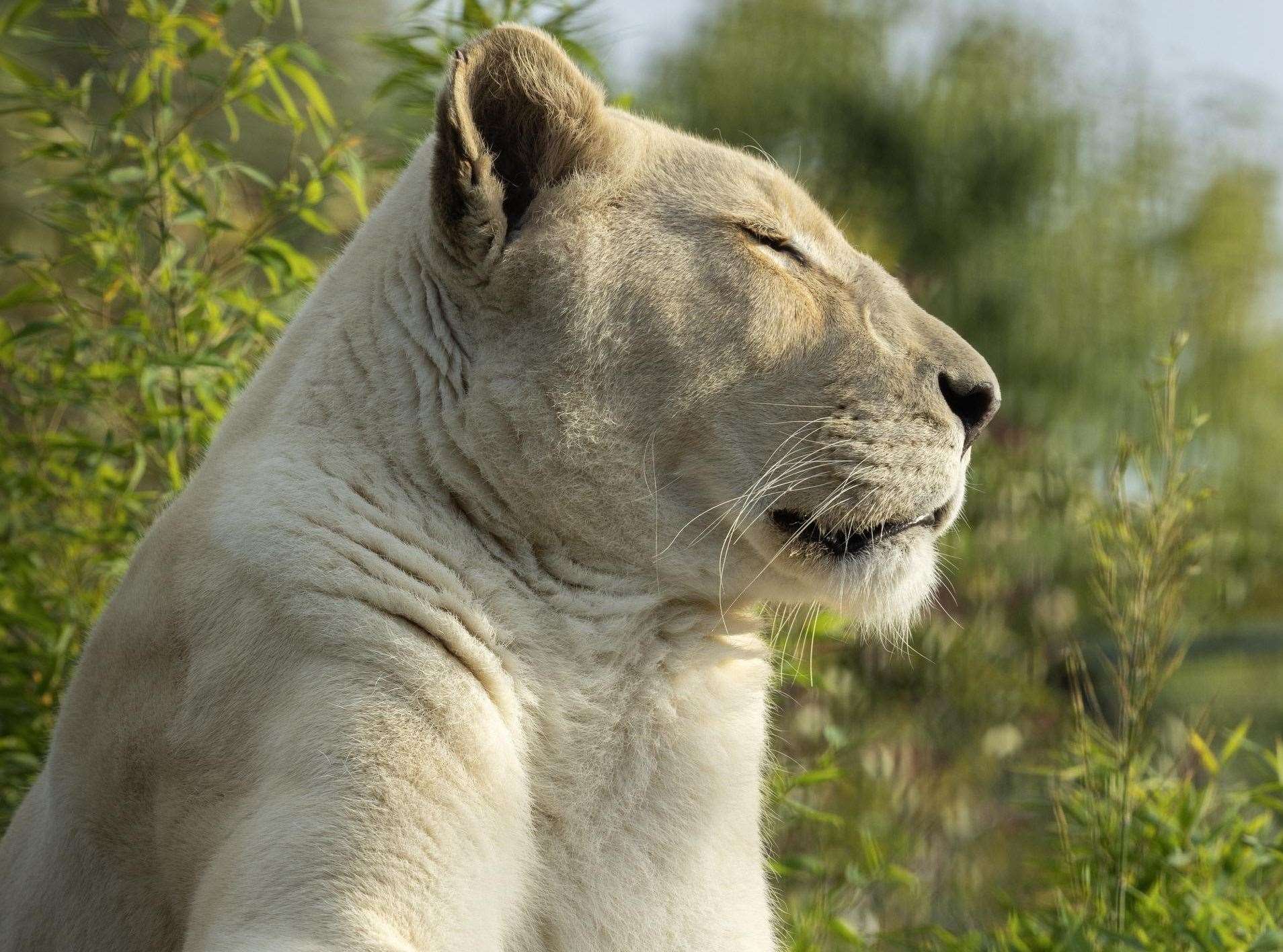 Imara was born at The Big Cat Sanctuary, Smarden in 2013. Picture: The Big Cat Sanctuary