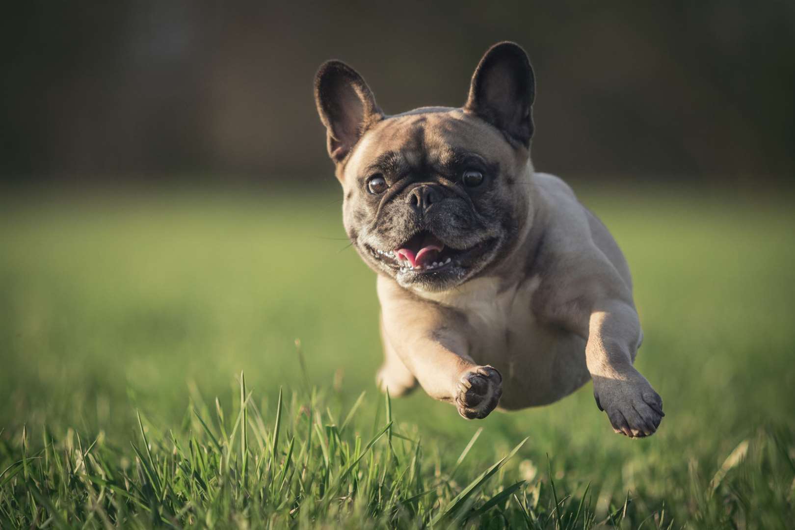 The pug was taken to a vets following his dip in the River Medway. Picture: Getty Images