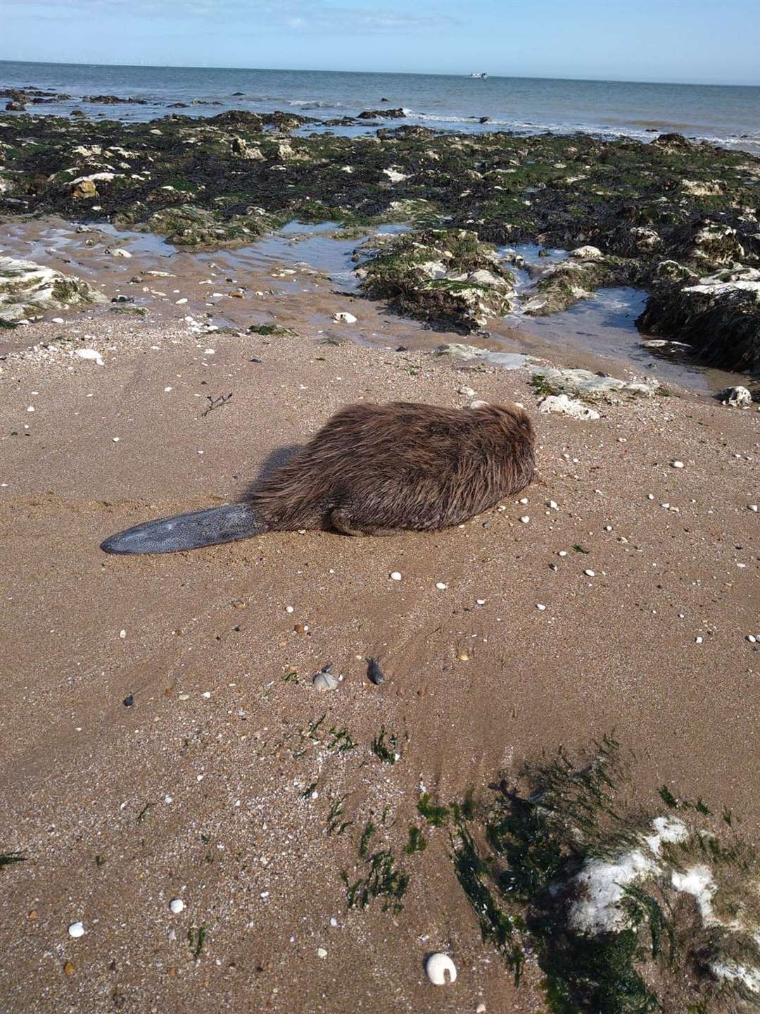 The beaver was found on the beach in Ramsgate. Picture: HM Coastguard Margate