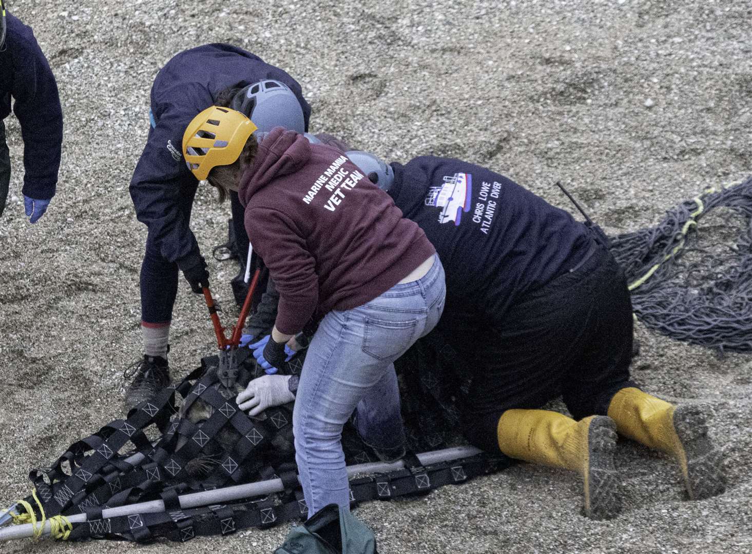 Medics use bolt cutters to remove the plastic ring from Commuter’s neck (Andy Rogers/Seal Research Trust/PA)